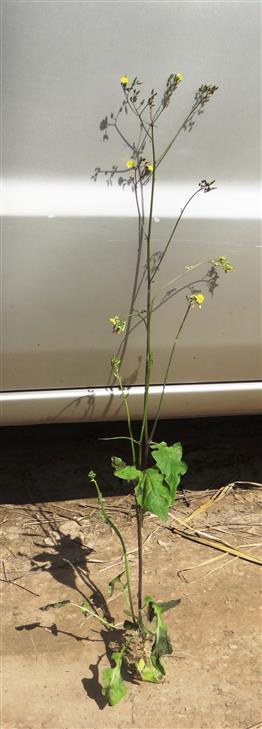 Youngia japonica